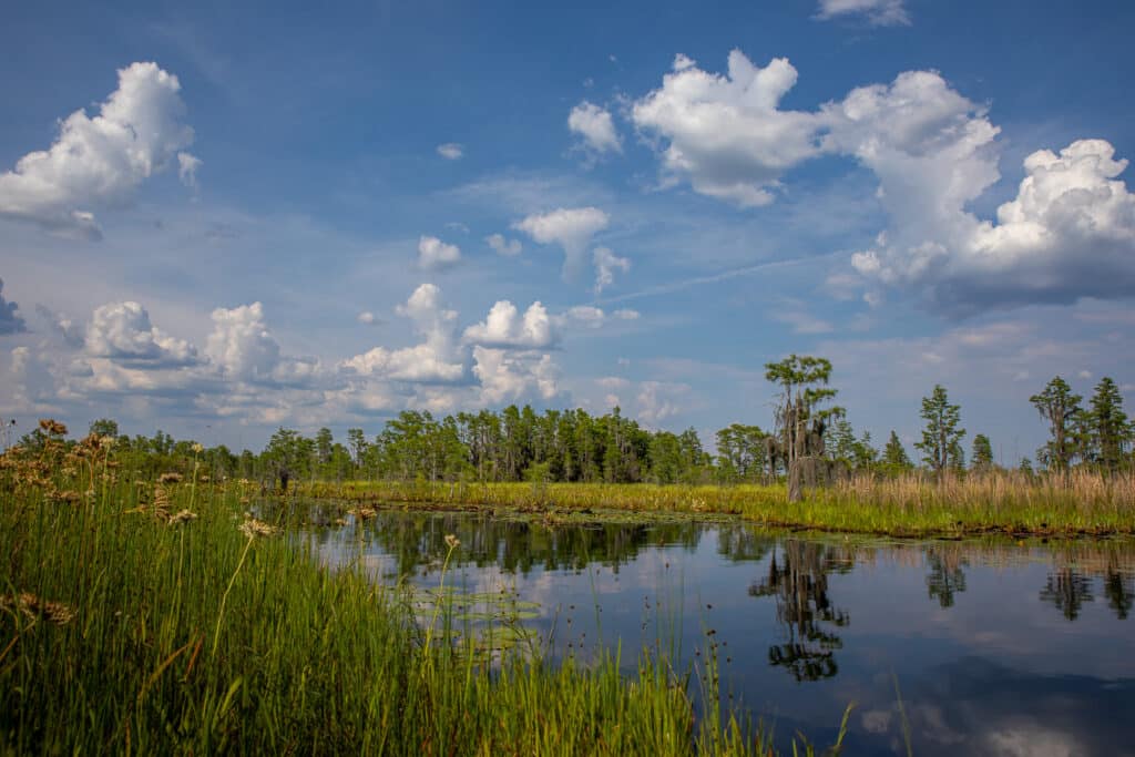 a-wide-view-of-one-of-the-prairies-in-the-okefenokee-blue-skies-clouds-and-glass-water