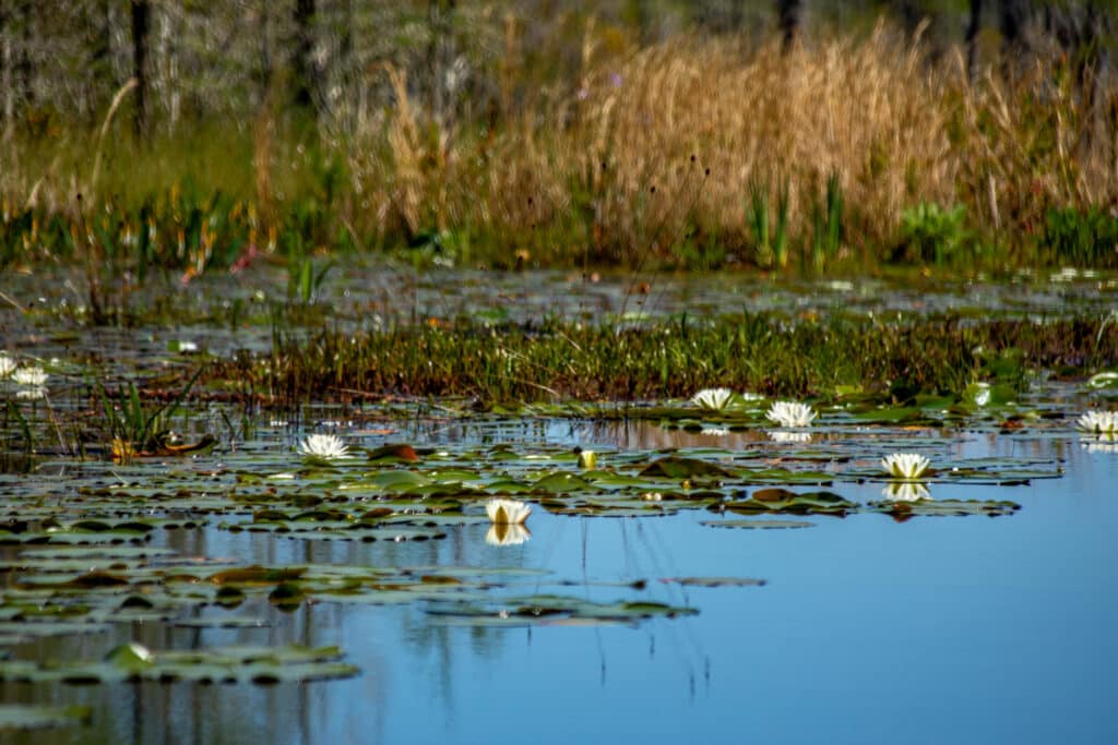 beautiful-blooming-lilies-in-the-okefenokee-on-dark-water