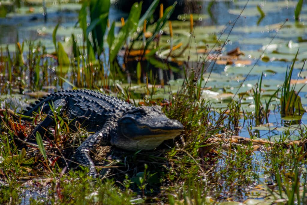 alligator-basking-in-the-sun-on-a-peat-bog-in-the-okefenokee