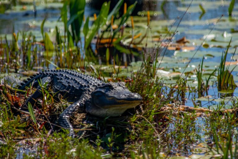 alligator-basking-in-the-sun-on-a-peat-bog-in-the-okefenokee