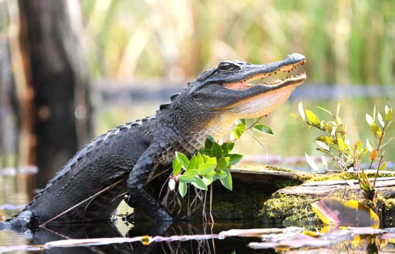 american-alligator-on-a-long-with-open-mouth-in-the-okefenokee