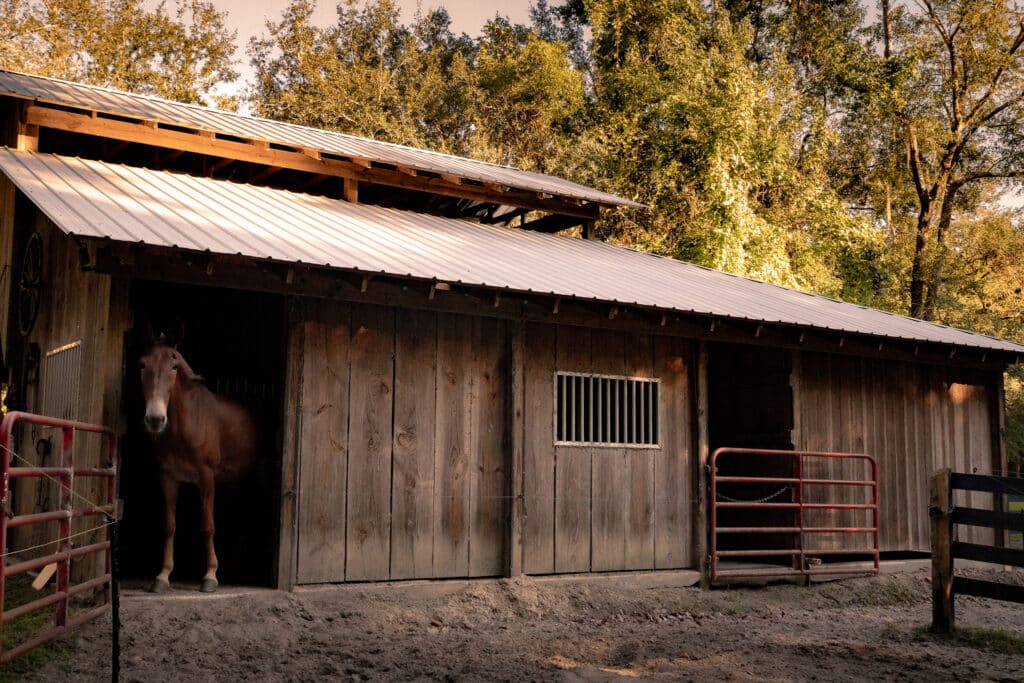 Barn with a horse standing in the doorway located at the Country Oaks RV Park and Campground