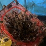 Orange net basket of tiny bait crabs in front of a blue tarp
