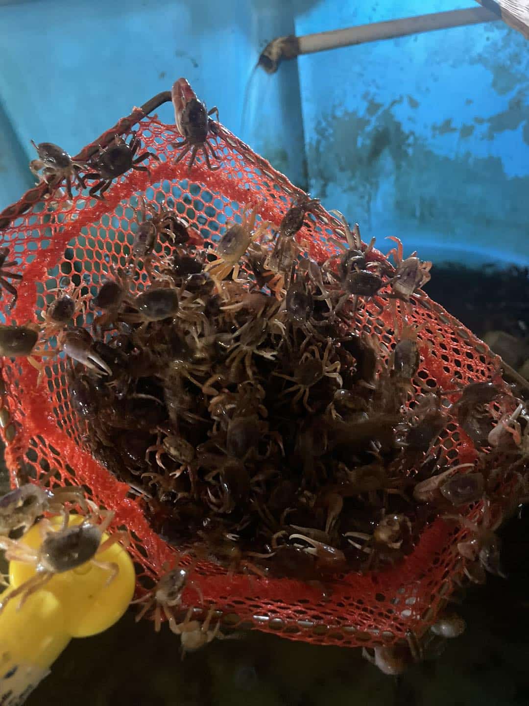 Orange net basket of tiny bait crabs in front of a blue tarp