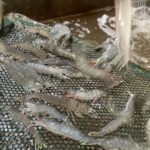 Photo of live bait shrimp on a screen