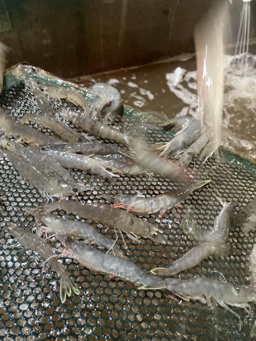 Photo of live bait shrimp on a screen