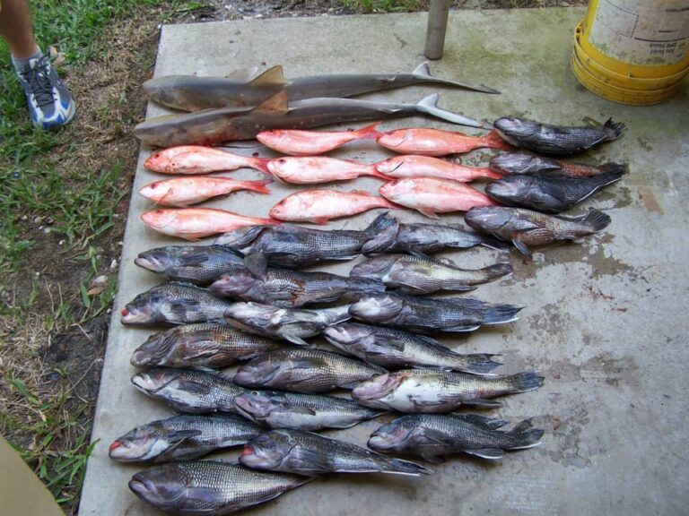 fish-and-shark-caught-during-charter-with-fish-masters-charters-kingsland-georgia
