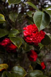 Kingsland Veterans Park Shoot 1 (10)