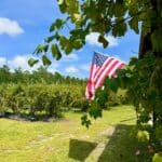 Morning Belle Farms American Flag at the Farm