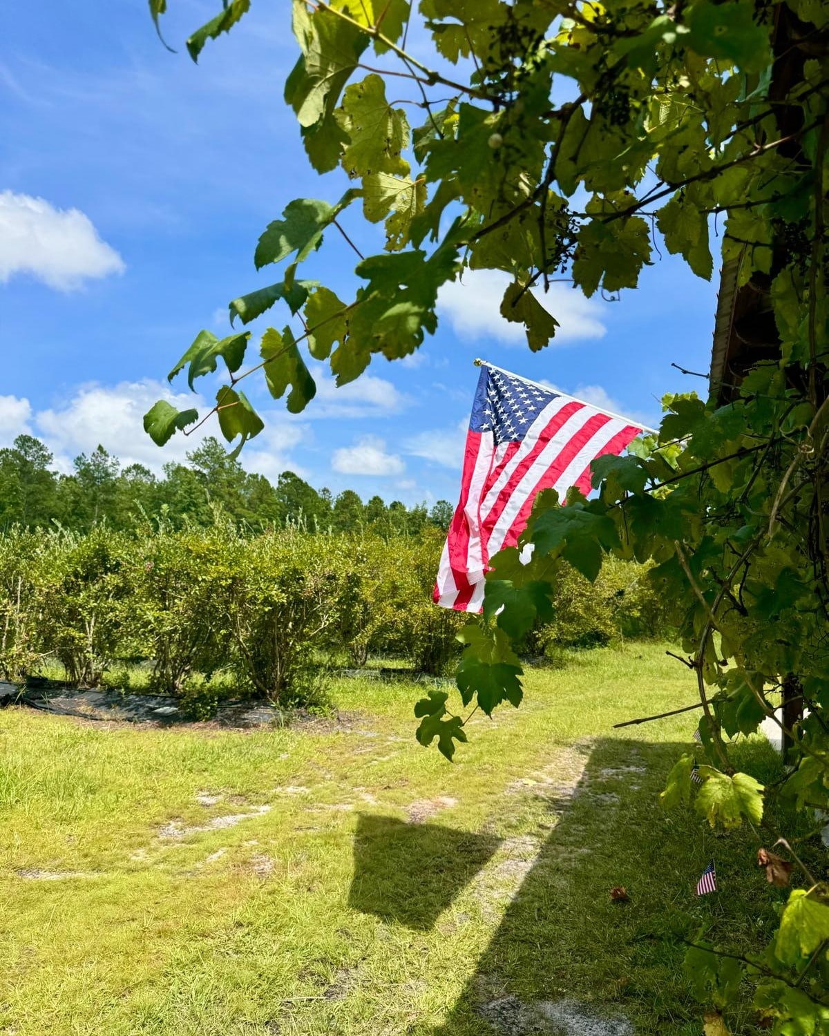 Morning Belle Farms American Flag at the Farm