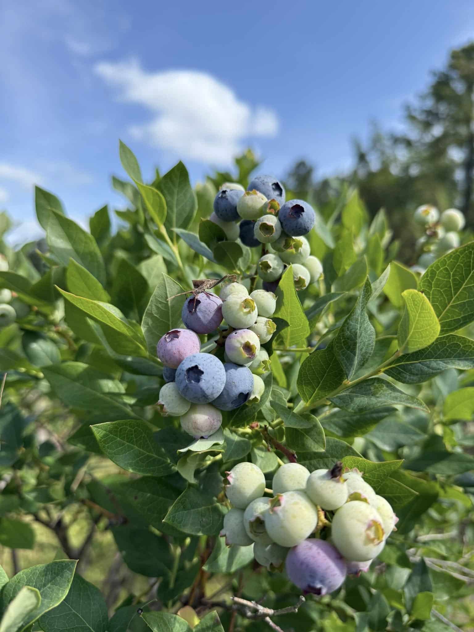 Morning Belle Farms Blueberries on the Bush
