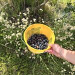Morning Belle Farms Bucket of Blueberries