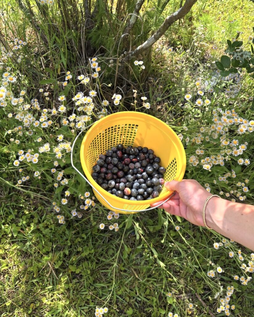 Morning Belle Farms Bucket of Blueberries