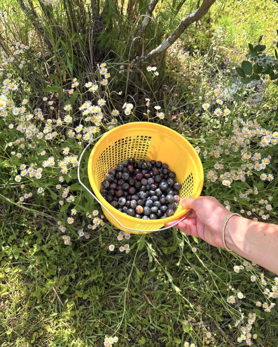 Morning Belle Farms Bucket of Blueberries