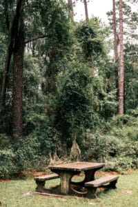 Sugar Mill Ruins 2023