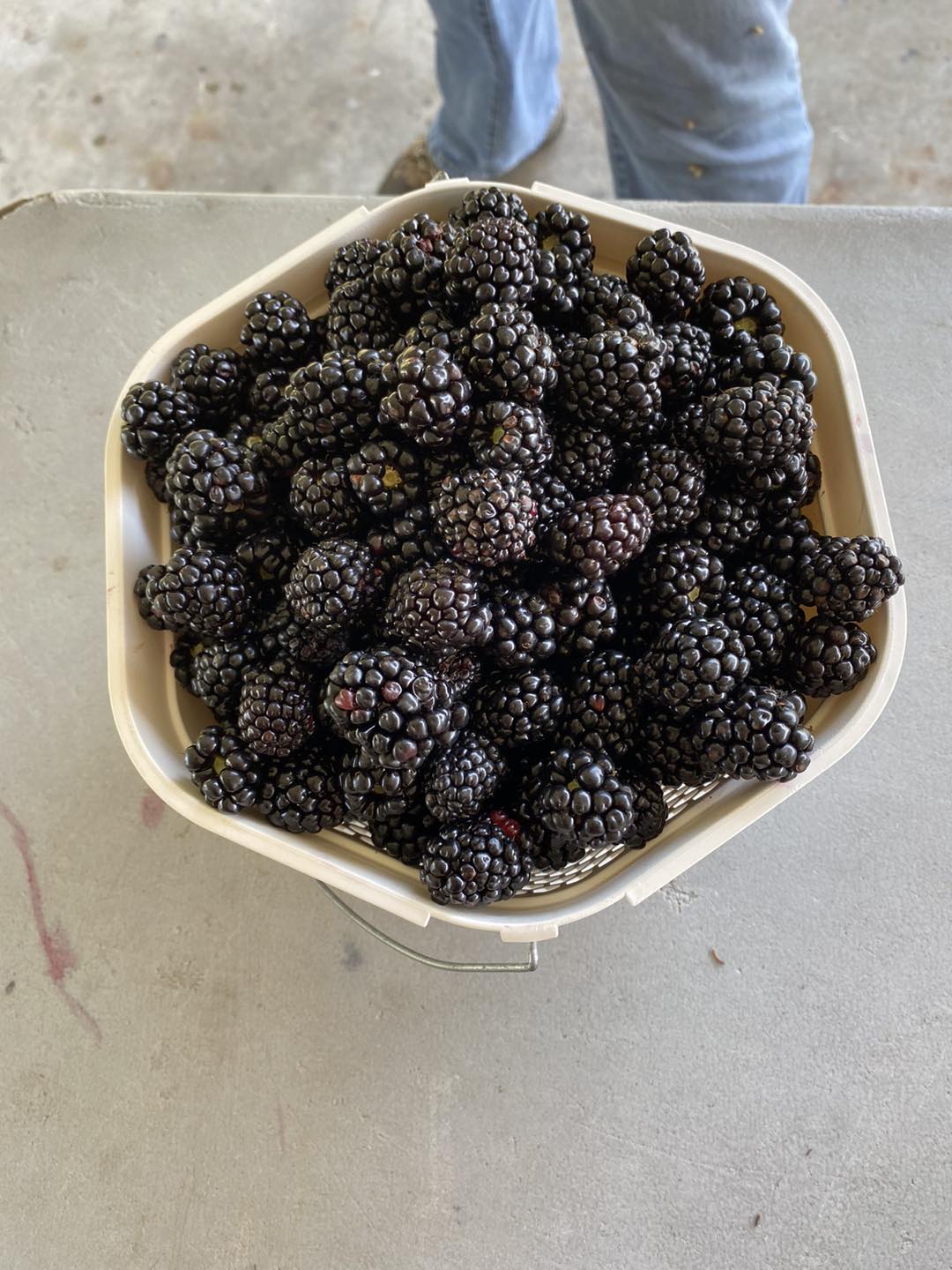 Basket of U-pick blackberries
