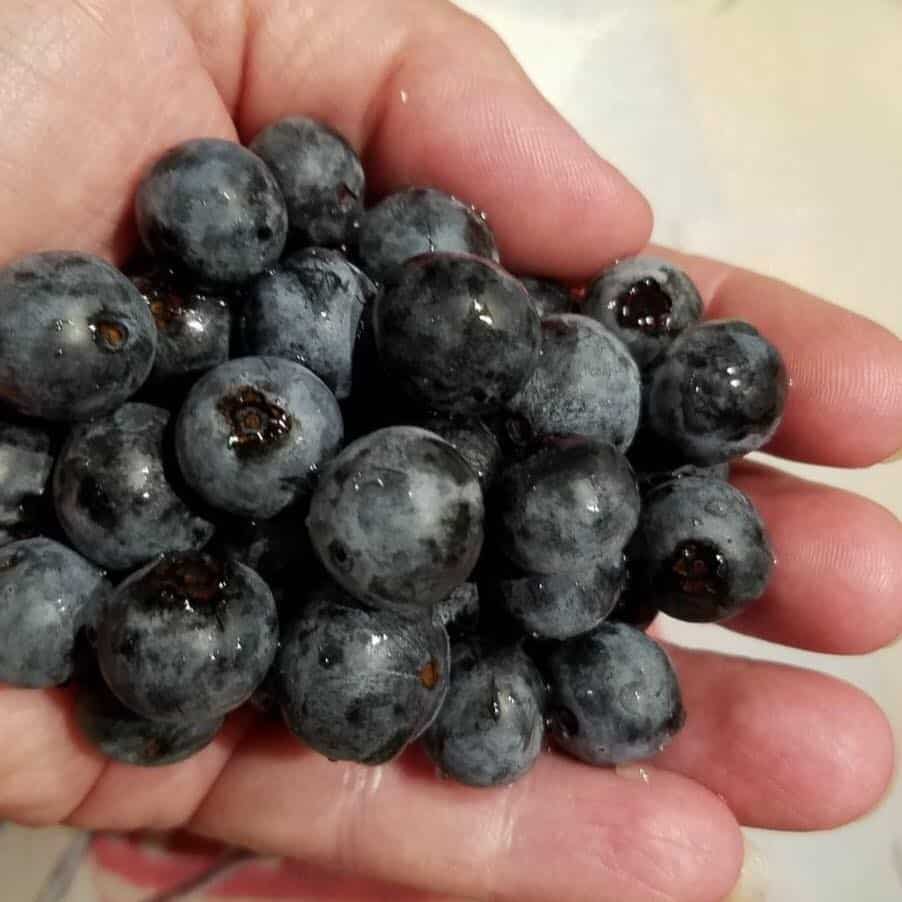 Vacuna Farms Glistening Blueberries Handful