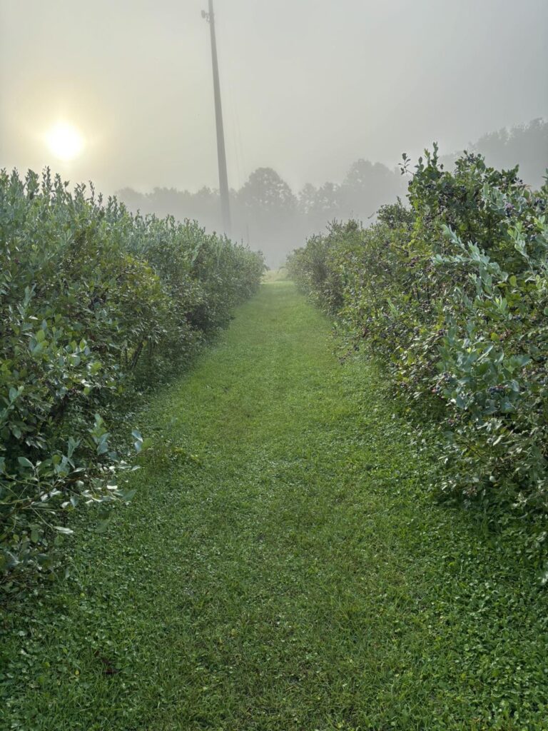 View looking down an aisle between two rows of blackberry bushes at sunrise on a foggy morning at Vacuna Farms in Kingsland Georgia