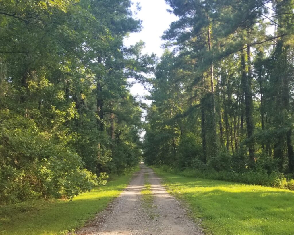 white-oak-trail-near-kingsland-georgia