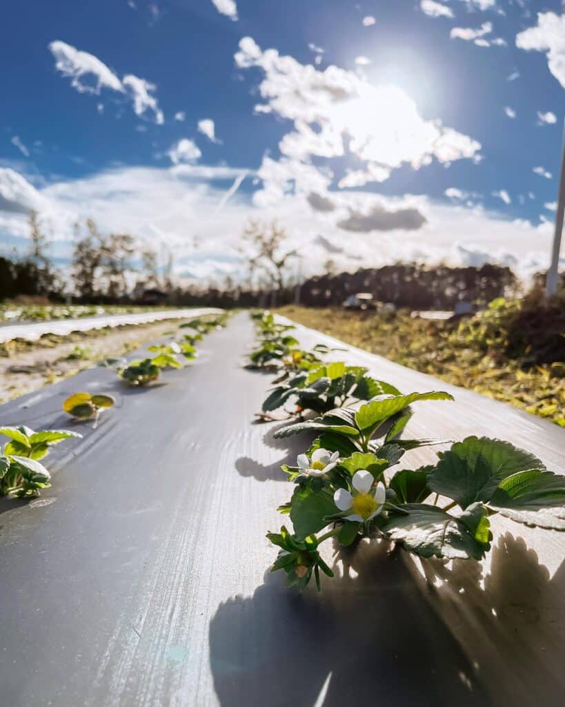 Rows of strawberry plants at Merck Farms in Kingsland Georgia