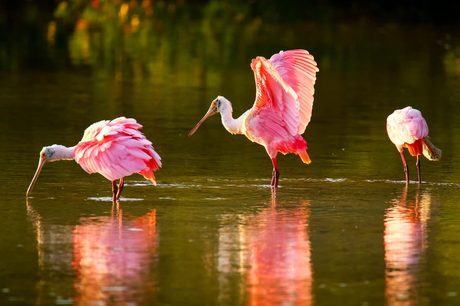 Eat Visit Kingsland,