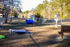 Dog Park Shoot 1 (22)