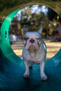 Dog Park Shoot 1 (9)