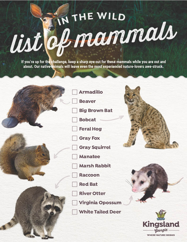 mammals species checklist