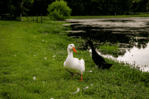 Notter Pond (30)