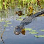 Okefenokee Wildlife - Alligator
