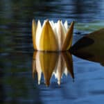 A white water lily on the black waters of the Okefenokee Swamp just starting to open in the sunlight