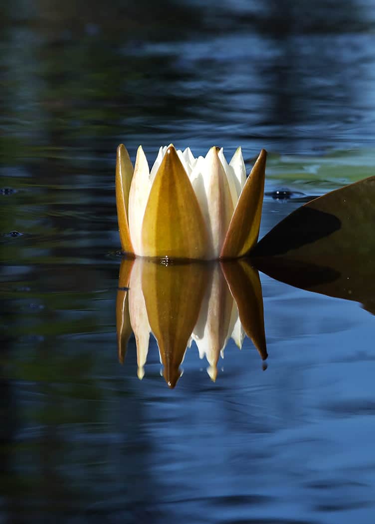 A white water lily on the black waters of the Okefenokee Swamp just starting to open in the sunlight