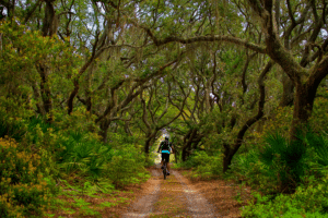 A man riding his bike on Cumberland Island on one of the trails that are lined with palmetto plants