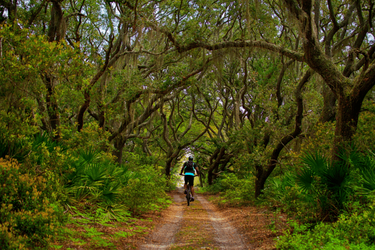 A man riding his bike on Cumberland Island on one of the trails that are lined with palmetto plants