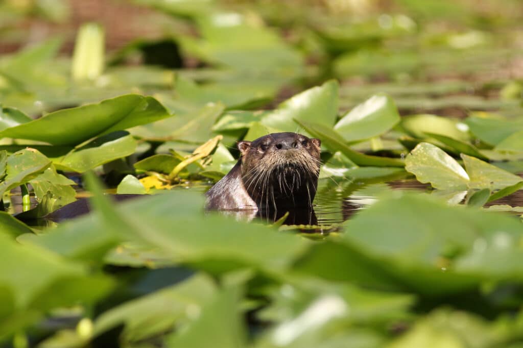 A playful Otter in the lily pads at Okefenokee National Wildlife Refuge
