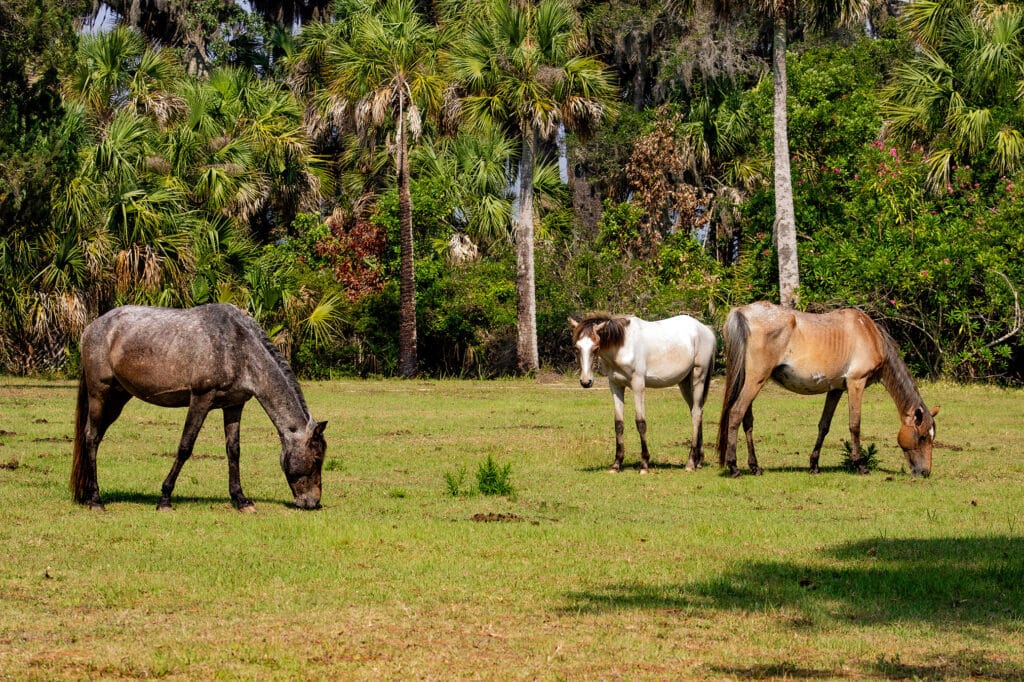 Wild Horses on the green lawn during a trip to Cumberland Island National Seashore