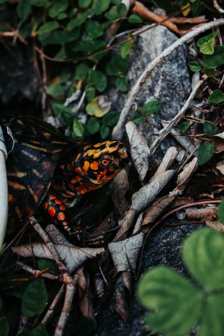 A bright-colored box turtle at the Okefenokee Swamp in the leaves