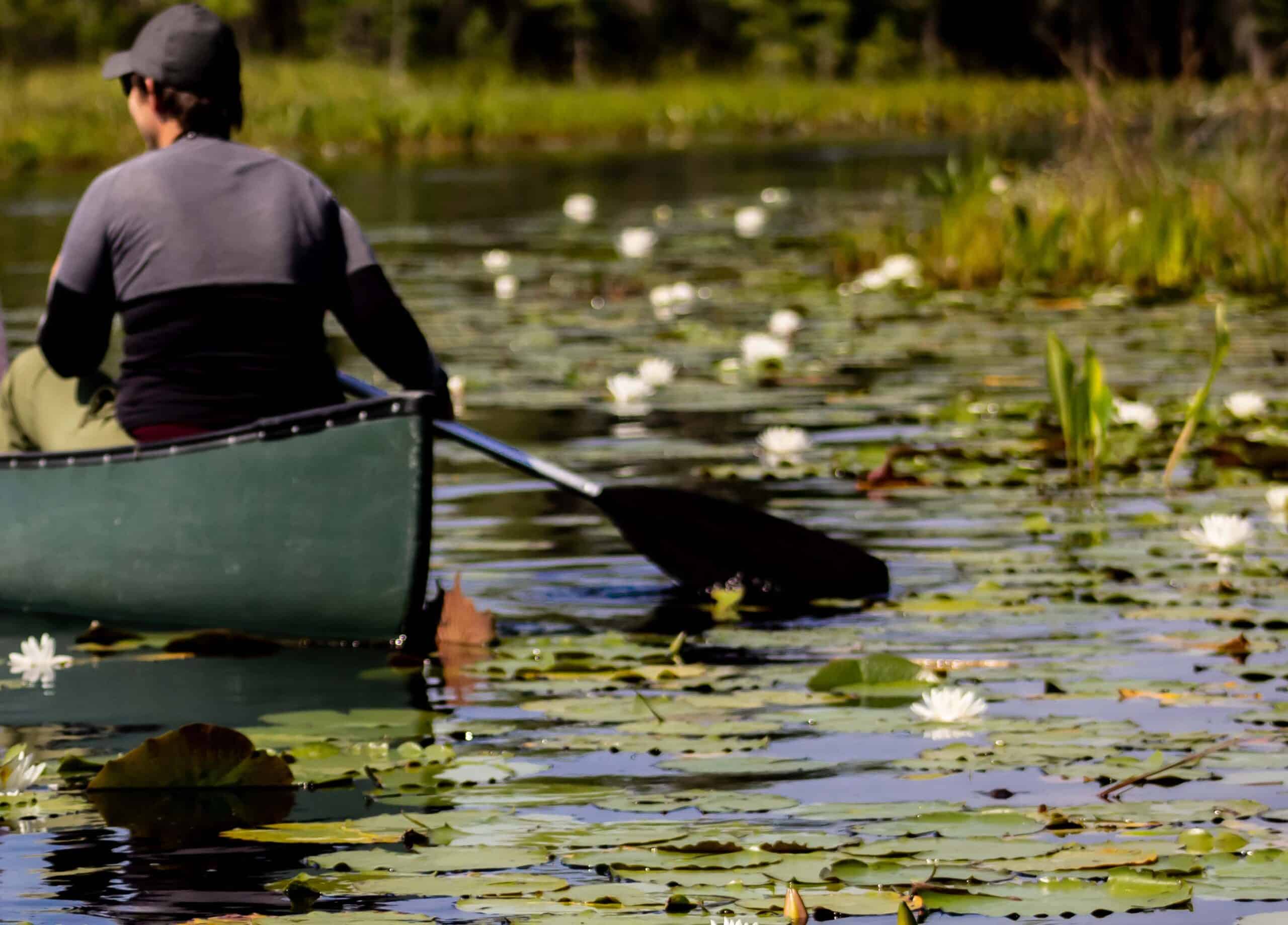 Man viewed from behind in a green canoe on the Okefenokee Swamp with lots of blooming lily pads