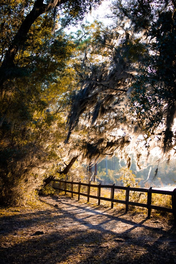 Crooked River State Park overlooking the river with trees draped in spanish moss and the sun shining through.