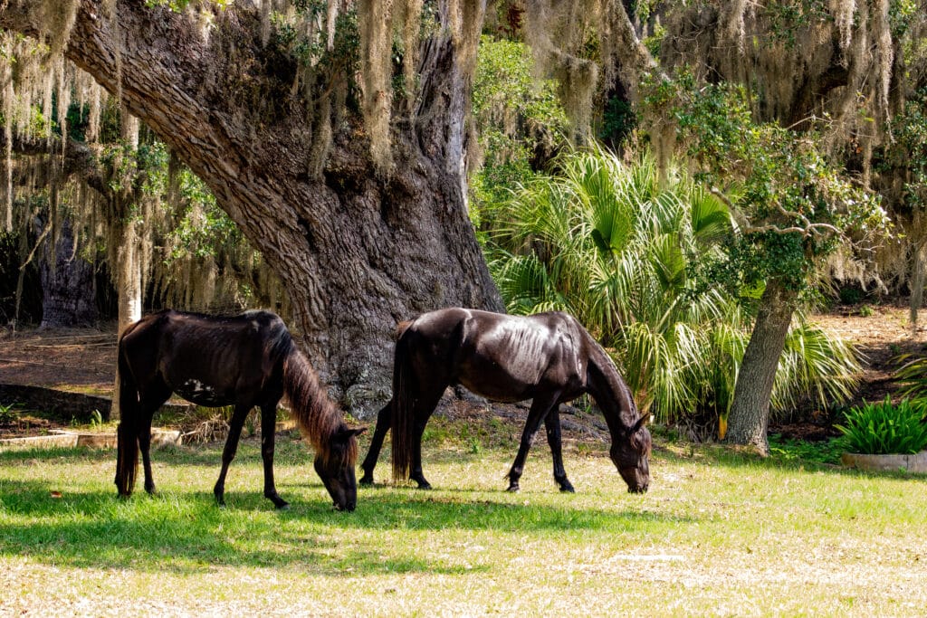 Black wild horses on Cumberland Island in Coastal Georgia just a short drive and ferry ride from Kingsland
