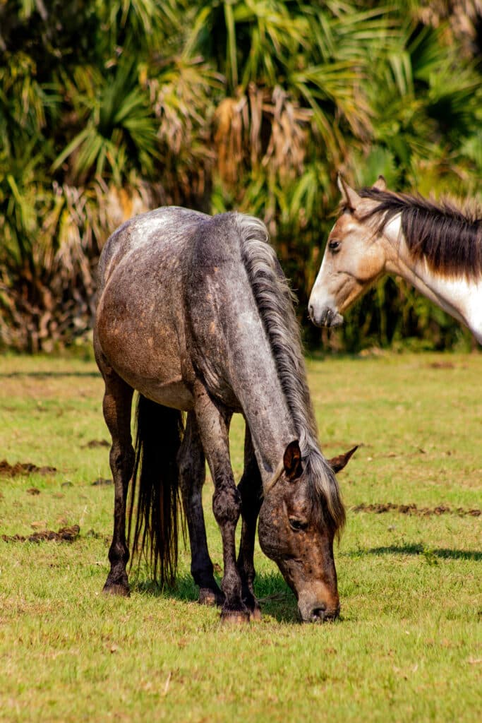 Wild horse on Cumberland Island grazing on green grass during spring.