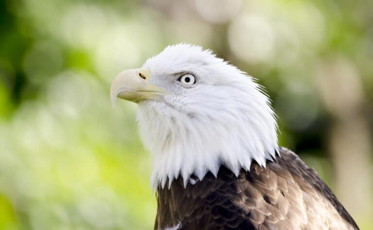 Bald Eagle Camden County Georgia