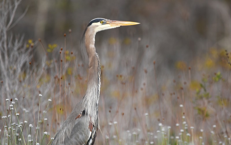 A Great Blue Heron in the Okefenokee