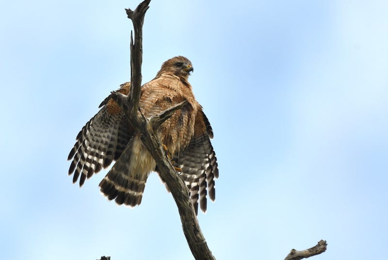 Red Shoulder Hawk in the Okefenokee