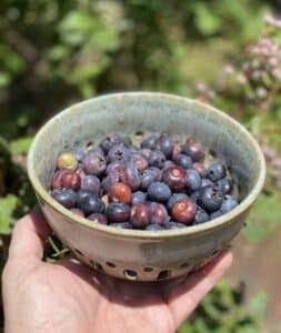 small colander of blueberries held in someone's hand