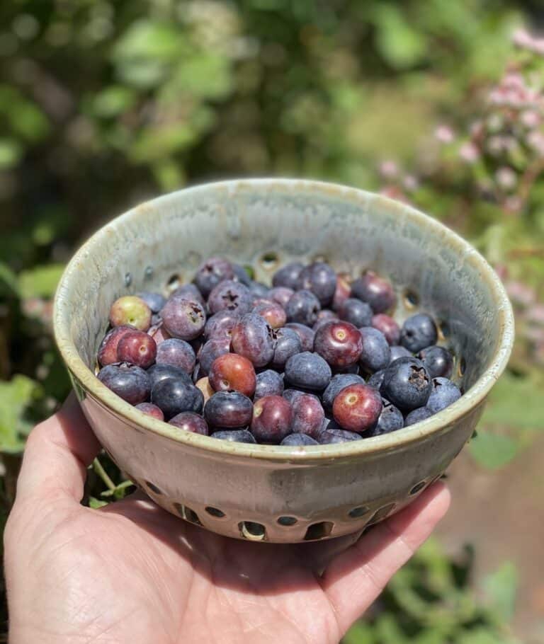 small colander of blueberries held in someone's hand