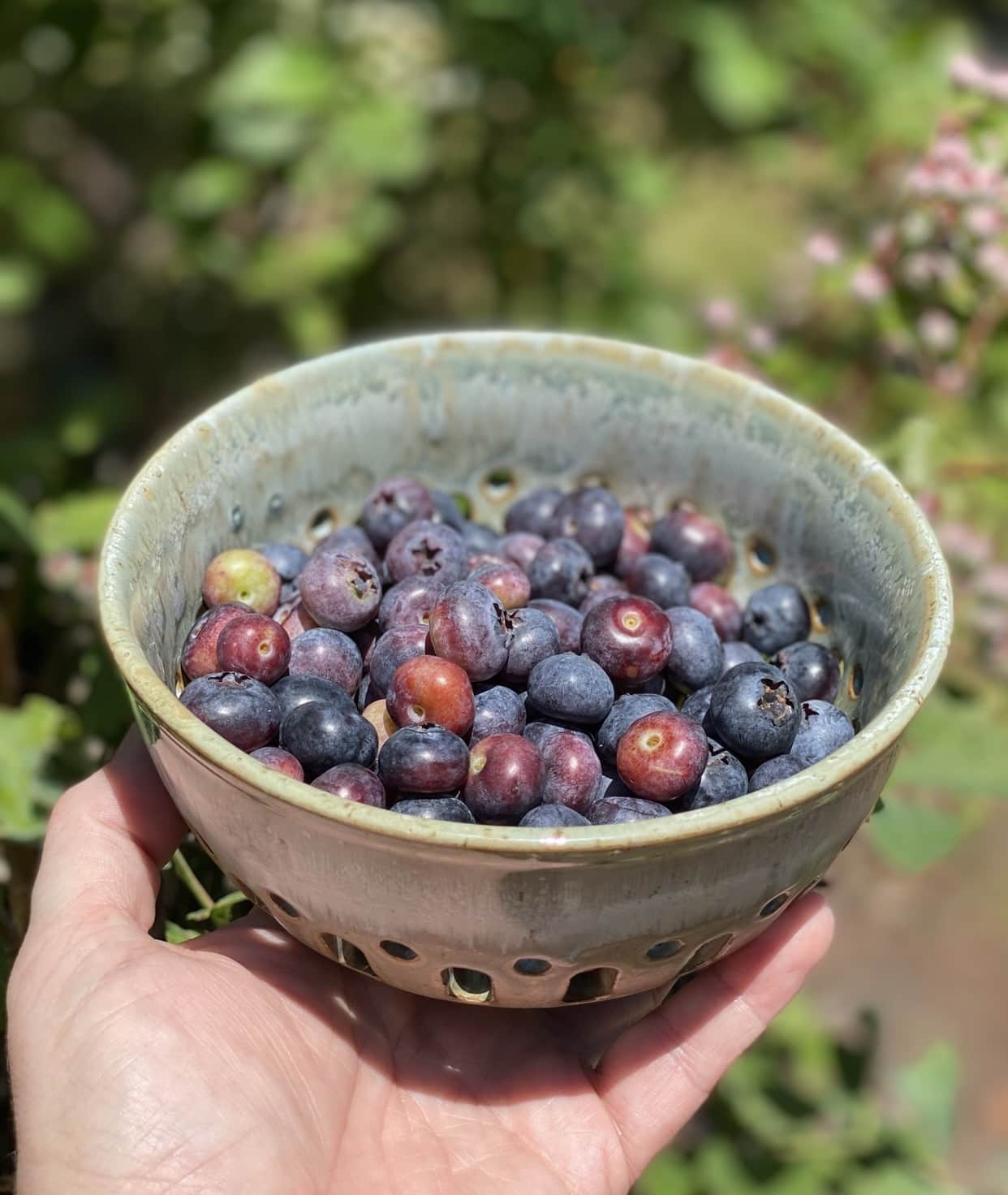small colander of blueberries held in someone's hand