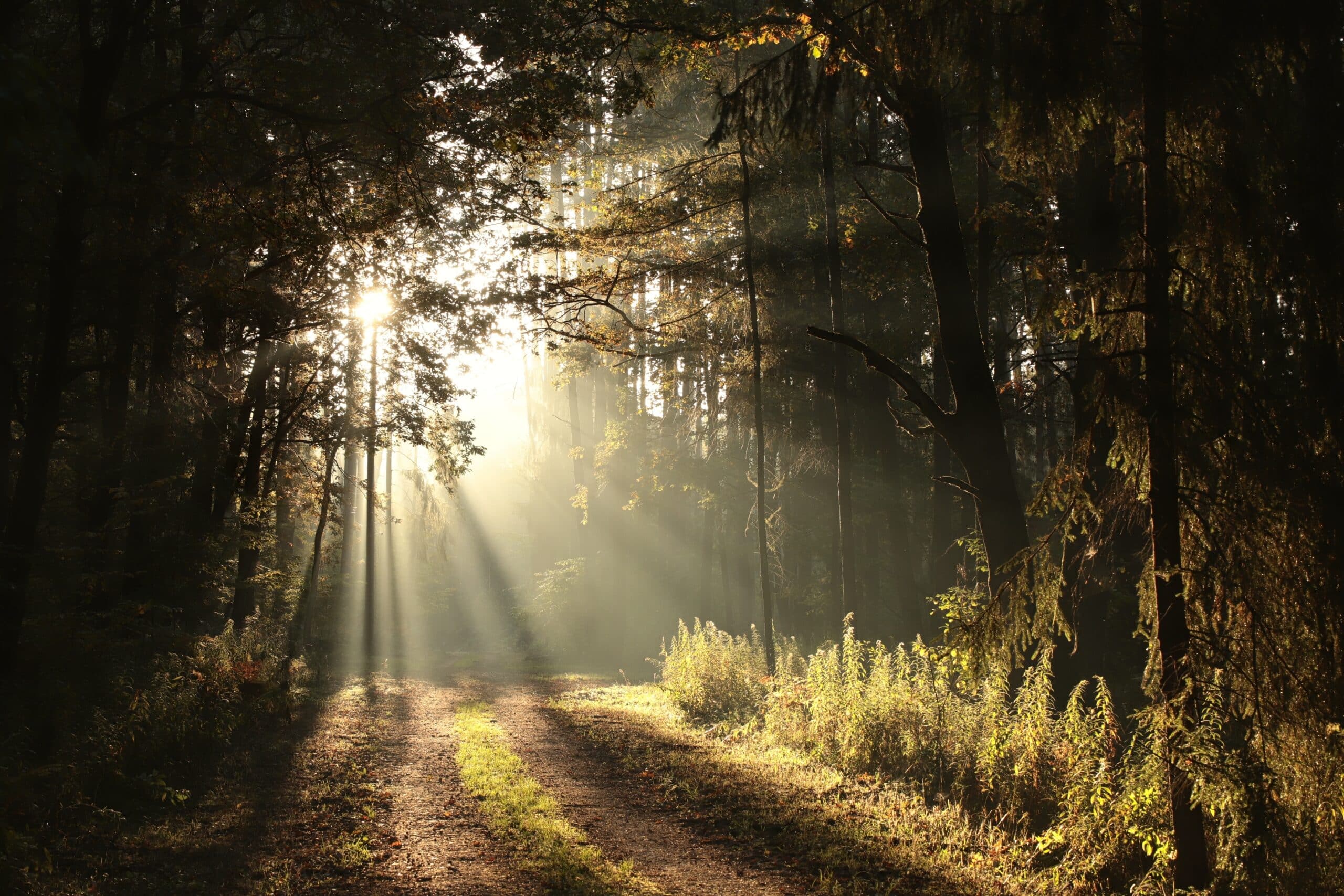 a Trail with sunlight on Cumberland Island