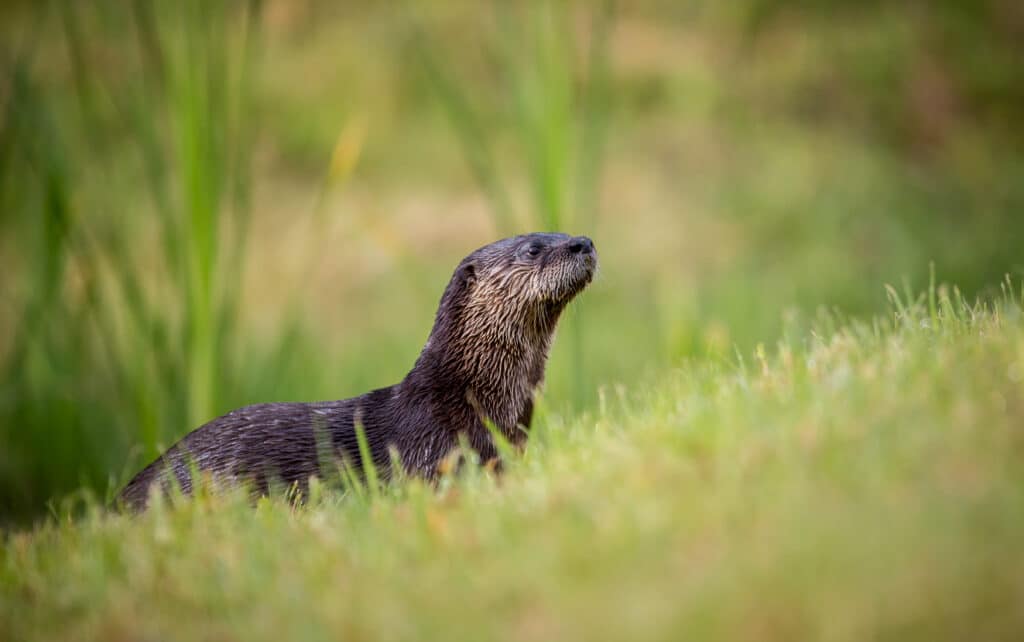 Otter at the Okefenokee National Wildlife Refuge on the marsh bank