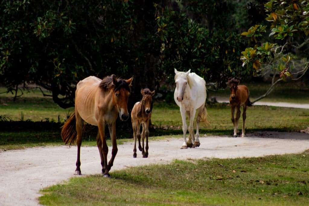 Explore alongside wild horses on Cumberland Island
